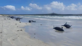 Fast hundert Grindwale in Neuseeland gestrandet