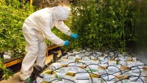 Drastische Strafen für Besitzer von Cannabis-Plantage