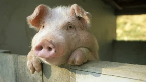 Nur ein totes Schwein ist ein freies Schwein