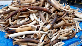 Auktionshaus meldet Rekorderlös bei Elfenbein-Versteigerung