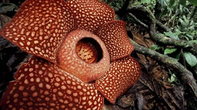 Was für Schmarotzer!