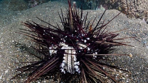 Tödliche Epidemie im Roten Meer