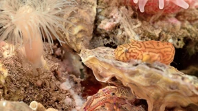 Die Rückkehr eines Leckerbissens