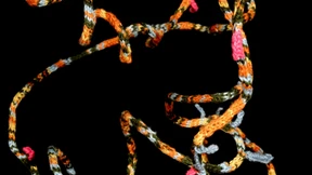 Hier spricht das Virus selbst