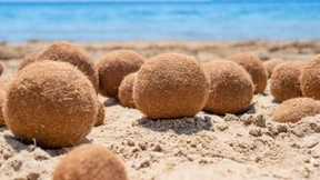 Lasst uns die Zukunft auf Kohl, Pilzen und Popcorn bauen!