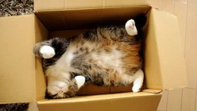 Die Dialektik der Bauchnabelfluse