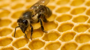 Rechnende Bienen und selbstbewusste Fische