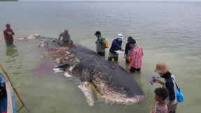 Wal strandet mit sechs Kilo Plastik im Bauch