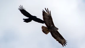 Im Sturzflug durch die Häuserschlucht