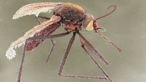 Auf welche Krankheiten wir uns noch gefasst machen müssen