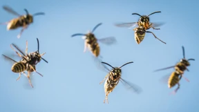 Wespenschwarm attackiert Fußballteams