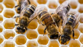 Schaden für die Honigbienen