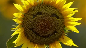 Wie zufrieden sind die Deutschen? 