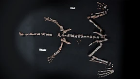 Einer der ältesten Dinosaurier in Argentinien entdeckt