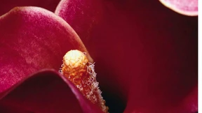 Sadomasochismus im Blümchenstil