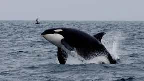 Küstenabschnitt für Segelboote  nach Orca-Angriffen gesperrt