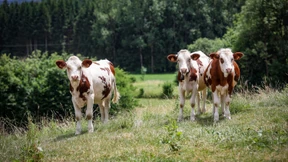 Wie böse ist die Milch?