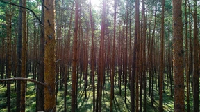 Hohe Waldbrandgefahr in Brandenburg