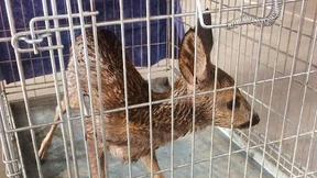 Feuerwehr rettet entkräftetes Rehkitz aus Bachlauf