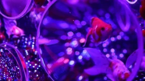 Wunderwelt der Goldfische