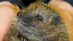 Viele Pflanzen und Tiere sind ihrer Zeit voraus  