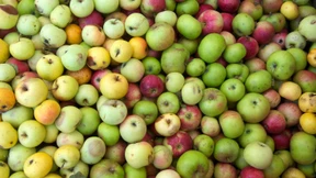 Ein Drittel aller Lebensmittel wird verschwendet