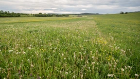 Lasst die Brache machen!