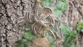 Auf in den Kampf gegen den Eichenprozessionsspinner