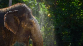 Überleben nach Großmutter-Art