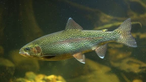 Einem Metzger ist die Wurst nicht wurst