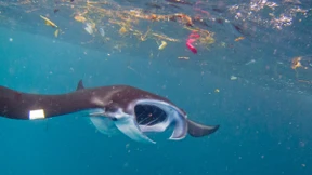 Müllsammler wider Willen