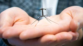 Von der Mücke lernen heißt landen lernen