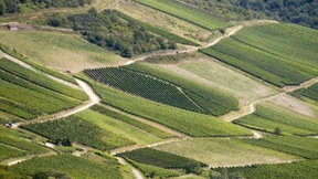 Geduldsprobe in den Weinbergen