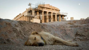 Hedgefonds verdient halbe Milliarde Dollar mit  Anleihenrückkauf 