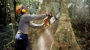 Norwegen stellt Zahlungen für Amazonas-Fonds ein