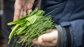 Junge Köche dringend gesucht