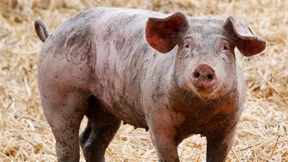 „Kein Recht auf täglich Billigfleisch“