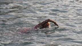 Schwimmen mit Delfinen