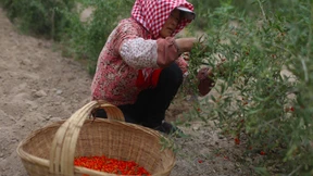 Chinas Ackerland ist verseucht
