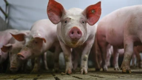 Ein neues Label fürs Schweineglück