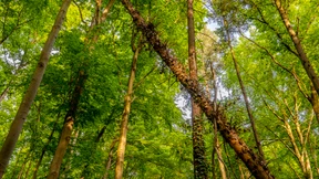 Das Risiko steigt nicht nur im Wald