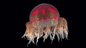 „Die Klimakrise verändert die Lebensräume im Ozean massiv“