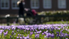 Der Frühling ist im Anmarsch