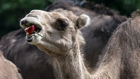 Von Dromedaren abgeworfen?