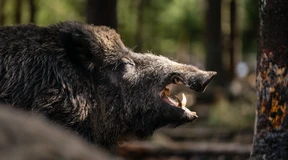 Wildschwein „Putin“ heißt jetzt „Eberhofer“