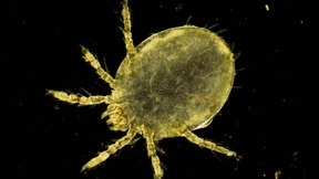 Die Larve geht unter die Haut