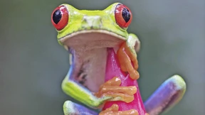 Wie man einen Planeten verblödet