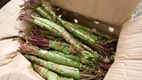 LKA und Zoll schnappen Khat-Dealer