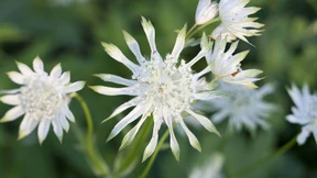 Tränendes Herz und Brennende Liebe verzaubern uns wieder