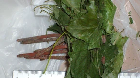 Nagelfalle unter Spielgerüst von Kita entdeckt